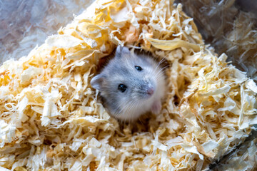Hamster on wood shavings looking to you