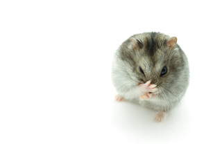 sneeze hamster isolated on white background.