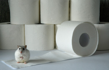 During the Corona virus stocking Toiletpaper stocking like a hamster