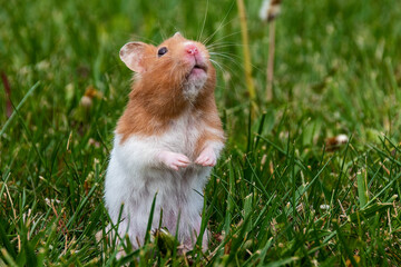 A cute hamster pauses its exploration of a grassy field to look up at the sky in rural Ontario.