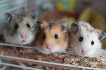 Three hamsters with different fur colors close together inside a cage with wood bedding.