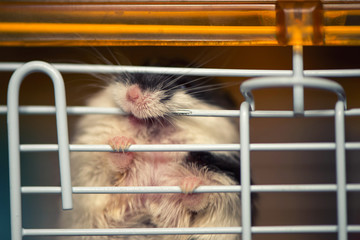 A hamster is in a cage behind bars. Red cat hunting for a small rodent